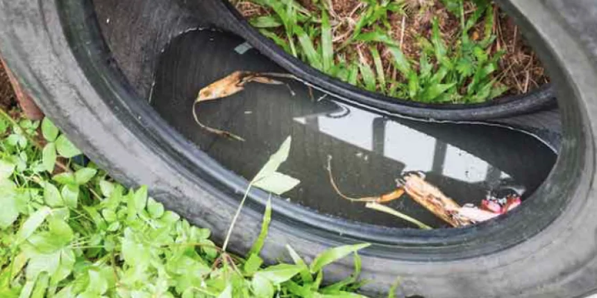 O Pneu ainda é o grande vilão da dengue no Brasil?